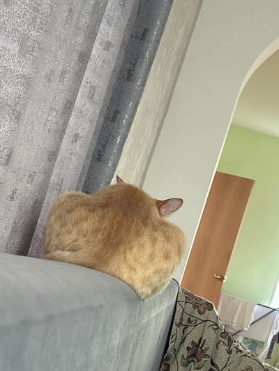An orange cat is curled up on a grey couch. The cat's back is facing the camera, and its head is tucked in, making its form resemble a heart shape. The cat's ears are visible, poking out from its fluffy fur. The couch is positioned in front of a grey curtain with a subtle textured pattern. To the right of the couch, an arched doorway leads to a room with pale green walls. A wooden door with a brass doorknob is visible within this room. Further to the right, a drying rack with several white clothes can be seen. The scene appears to be indoors, in a residential setting. This image does not contain enough information to determine its location in the city of Sibay, Russia.