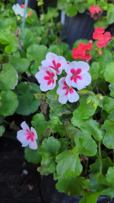 The image displays a close-up view of several white and pink geranium flowers with green foliage. In the background, out-of-focus red geraniums are visible, along with dark plant pots. The scene is an outdoor garden or nursery setting, likely in Laval, Canada, given the information provided. The lighting suggests it is daytime, with natural light illuminating the flowers. There are no people or animals present. The focus is on the botanical subjects, with a shallow depth of field creating a blurred background.