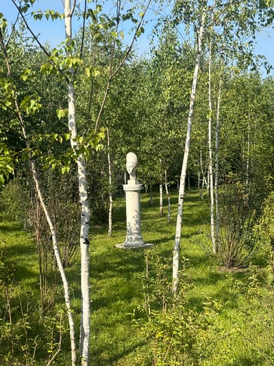 The image depicts an outdoor scene in a birch grove, likely within the city of Verkhnee Myachkovo, Russia. The grove is characterized by numerous slender birch trees with white bark, interspersed with lush green grass and dense foliage. In the center of the frame, a classical stone bust of a woman, adorned with an elaborate headdress, stands atop a pedestal. The bust and pedestal are carved from a light-colored stone, possibly marble or concrete, and show some signs of weathering. The surrounding environment suggests a park or garden setting, with sunlight filtering through the leaves of the trees, creating dappled shadows on the ground. The sky above is a clear blue. There are no people or animals visible in the image.