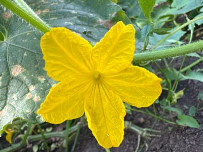A bright yellow, five-petaled flower, likely a cucumber blossom, is centered in the frame. The flower has a somewhat ruffled texture and its petals spread open. Behind the flower, a large, dark green leaf with visible veins and some light brown speckling is present. A green, fuzzy stem runs diagonally across the upper left portion of the image, with the flower attached to a thinner stem that extends from it. The background is out of focus, showing more green foliage and dark soil. The scene appears to be a close-up shot taken outdoors, possibly in a garden. There is no indication of human presence or any specific location within Khukhryata, Russia.