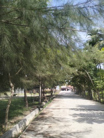 The image depicts a shaded, concrete path leading towards buildings in the distance. The path is bordered on the left by a grassy area with trees and a low concrete wall, and on the right by a dense line of trees. The foreground is dominated by the lush, green foliage of trees, with their branches and needles casting shadows on the path. To the left, behind the grassy area, there appear to be some simple structures, possibly stalls or small buildings with thatched roofs. A dark-colored animal, resembling a goat or small dog, is visible in the grassy area on the left.
In the mid-ground, the path continues towards a cluster of buildings that are partially obscured by trees. The buildings appear to be low-rise and have a rustic aesthetic. Some of them have reddish-brown roofs. A sign with the text "POLO" and other illegible text is visible on one of the buildings on the left.
The overall scene suggests a warm, sunny day, likely during daytime, given the bright sunlight and distinct shadows. The presence of lush vegetation and the style of the buildings and structures hint at a tropical or subtropical location. The atmosphere feels peaceful and somewhat rural. The shadows on the path suggest the sun is high in the sky, possibly late morning or early afternoon. The image captures a serene outdoor environment, possibly a pathway leading through a village or a recreational area in Lancok, Indonesia.