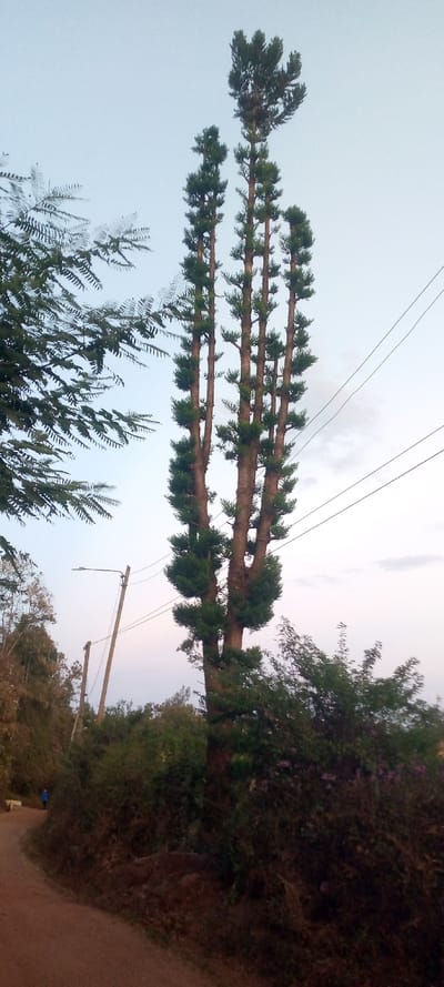 A unique tree with multiple trunks and tiered, dense green foliage dominates the view, its top reaching the blue sky. Overhanging foliage from another tree appears on the left. Power lines stretch across the top right. The tree stands on a slope overgrown with bushes, some with hints of purple flowers. A dirt path runs along the base, with a street lamp and electrical poles visible in the distance. A small figure in blue walks down the path.