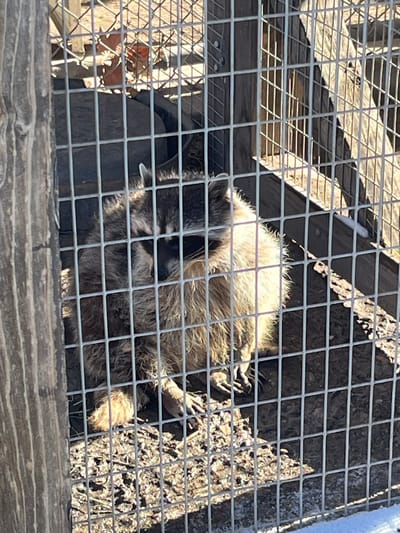 The image captures a raccoon resting inside a wire mesh enclosure, likely outdoors during daylight hours in Big Bear Lake, United States. The raccoon is positioned on its back or side, with its light-colored fur illuminated by bright sunlight, creating strong highlights and shadows. Its distinctive black and white mask around the eyes is visible, along with its dark nose. Several of its paws, with visible digits, are extended upwards or resting on the ground, suggesting a relaxed posture.

The wire mesh of the enclosure is prominent in the foreground, creating a grid pattern that partially obscures the view of the animal and its surroundings. Behind the raccoon, the ground within the cage appears to be natural dirt or earth, with some darker patches and possible debris. To the left and right, parts of a wooden structure or platform are visible, forming the base or surrounding elements of the enclosure. The bright lighting suggests a sunny day, casting defined shadows within the cage. No human subjects or visible text are present in the image. The scene conveys a sense of a wild animal in a contained, outdoor environment.