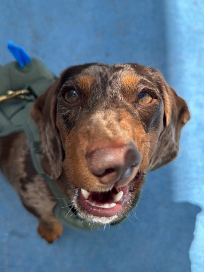 A dappled brown dachshund is captured in a close-up, low-angle shot, looking directly at the camera with an open-mouthed, seemingly happy expression. The dog's coat is a mix of rich brown and lighter tan markings, particularly noticeable on its face, ears, and chest. Its eyes, a warm amber color, are bright and focused upwards. The dog is wearing a padded, olive green harness or jacket, with a glimpse of a gold-colored buckle or attachment visible on its left side.

The background is a vibrant, solid blue, suggesting a painted surface such as pavement, a wall, or perhaps a pool area, bathed in bright, clear sunlight. Shadows are cast on the dog's nose and face, indicating direct overhead sun, likely during the day. The dog's mouth is slightly open, revealing its lower teeth and gums, contributing to its cheerful demeanor. A few white whiskers are visible around its muzzle. The image conveys a sense of playfulness and engagement from the dog, possibly interacting with its owner or a photographer. No text is visible in the image. The setting is an outdoor area in West Hollywood, United States.