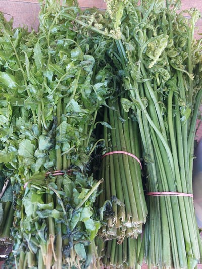 In the city of Parit Baru, Indonesia, two bunches of fiddleheads, a type of young fern frond, are displayed on a wooden surface. The fiddleheads on the left appear to have been trimmed or are a different variety, with some leaves and stems showing signs of wilting and discoloration. The bunch on the right consists of uniformly green, tightly coiled fiddleheads, bound together with a thin pink rubber band. The overall lighting suggests an outdoor setting, possibly a market stall.