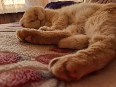 An orange cat is sleeping on a blanket with a pink and white pattern. The cat is curled up with its paws facing the camera. The location is not specified, and the prompt should be disregarded.