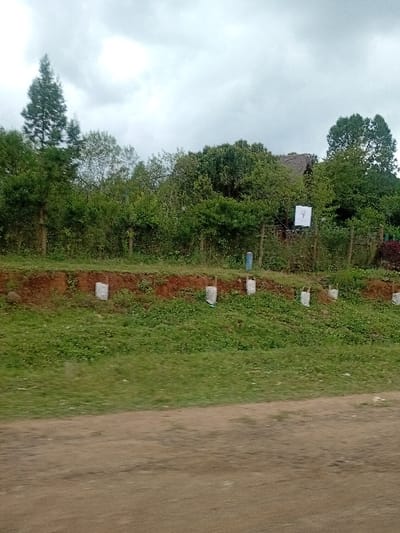 The image displays an outdoor scene in Nanyuki, Kenya, under an overcast sky. In the foreground, an unpaved dirt path extends horizontally across the frame. Immediately behind this, a sloped area of green grass rises to a reddish-brown dirt embankment. Embedded vertically into this embankment are approximately six to seven white cylindrical posts or markers, some appearing to have white plastic wrapping at their bases. Behind the embankment, a dense expanse of green foliage, comprising various bushes and trees, dominates the midground and background. A wire fence with wooden posts is partially visible within this dense vegetation. To the right, a thatched roof structure is discernible above the tree line, and a white rectangular sign, featuring a dark central symbol resembling a stylized tree, is affixed to a fence post. A tall, slender coniferous tree stands prominently on the left side of the background. No individuals are present in the scene.
