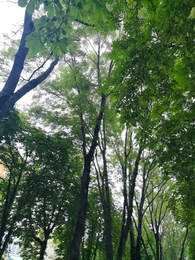 The image shows a dense canopy of trees with bright green foliage against a pale sky. The trees are tall and mature, with thick trunks and branches spreading outwards. The perspective is looking upwards, emphasizing the height of the trees and the lushness of the leaves. Some buildings are visible through the gaps in the foliage, suggesting an urban or park setting. The lighting suggests it is daytime, possibly overcast. No people or animals are visible in the frame. The scene is consistent with a park or tree-lined street in Pinsk, Belarus, during the summer season.