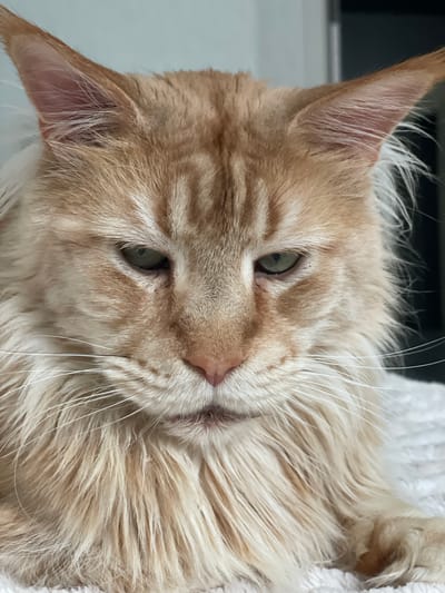 This is a close-up, head-on, portrait-style photograph of an orange tabby Maine Coon cat. The cat has large, pointed ears with tufts of fur, expressive green eyes, a prominent pink nose, and long white whiskers. Its fur is a mix of orange and cream with darker tabby stripes visible on its forehead. The cat is looking directly at the camera with a neutral or slightly unimpressed expression. The background is blurred and appears to be an indoor setting with a light-colored wall and a darker area to the right. There is no indication of the city of Rozsoshentsi, Ukraine, or any other specific location.