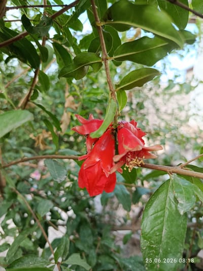 A close-up, vertical shot shows a cluster of vibrant red pomegranate flowers hanging from a branch amidst lush green leaves. Several small black ants are visible on and around the flowers, some appearing to be feeding on pollen. The background is softly blurred, revealing more foliage and a hint of a light-colored structure, suggesting an outdoor setting. The image is dated "25.06.2026 08:18". There is no indication of Erkin, Uzbekistan.