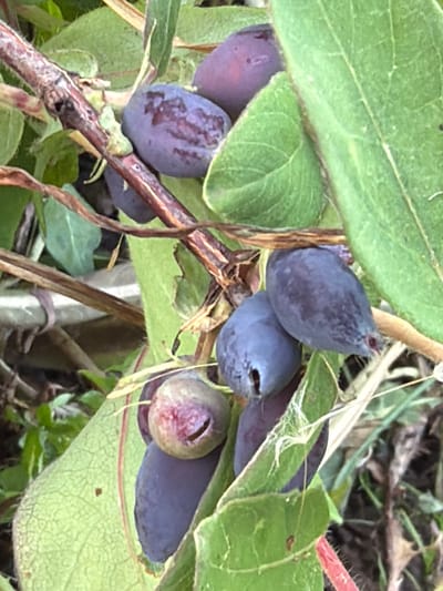 A close-up photograph depicts a cluster of elongated, dark blue to purple berries growing on a plant in Ol'khovo, Russia. The berries, varying in color intensity due to light and shadow, are attached to a woody, brownish stem that runs diagonally from the upper left to the lower right of the frame. One berry in the lower-left quadrant is notably split or damaged, exposing a reddish-pink interior. Surrounding the berries are numerous green leaves, some appearing fuzzy or textured, with visible vein networks. The background consists of blurred green foliage and hints of dry organic matter, indicating a natural, outdoor setting. No human subjects or distinct structures are present.