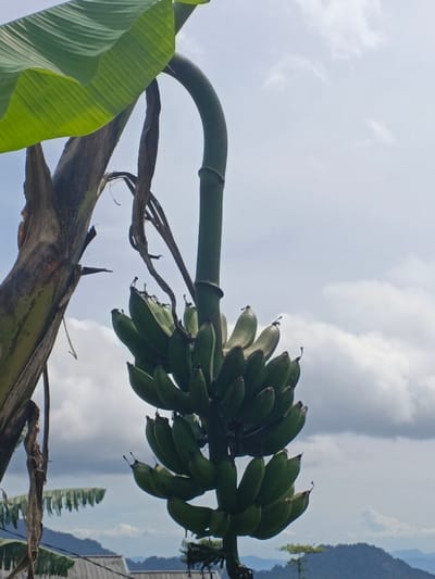 The scene, located in ឃុំ ផាត់សណ្ដាយ, Cambodia, depicts a close-up view of a large bunch of numerous green, unripe bananas hanging from a banana plant. The bananas are clustered in multiple hands, exhibiting a uniform green color indicative of immaturity. To the left, a portion of the banana tree's robust, textured, brownish-green pseudostem is visible, accompanied by dried, fibrous plant material. A large, vibrant green banana leaf extends from the top left corner of the frame. A slender, dark green, segmented bamboo pole is utilized to provide support, propping up the main stem of the banana bunch, causing the stem to form a distinct U-shaped curve. The background features an overcast sky with scattered white and grey clouds. In the lower mid-ground, sections of pale rooftops or structural elements are partially discernible. Further in the distance, hazy blue mountain ranges span the horizon under a light, cloudy sky.