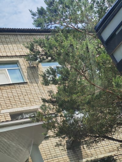 An upward-angle shot shows the exterior of a light-brick building with a corrugated roof, partially obscured by a large pine tree with dark green needles and cones. The building has two visible windows with white frames, one on the left with a partial view of a white blind and the other on the right reflecting the sky. An air conditioning unit is mounted on the wall between the two windows. A white awning with a patterned underside extends from the building in the lower left of the frame, supported by a visible column. The sky is partly cloudy with patches of blue. The scene is likely located in the city of Khorol, Russia.