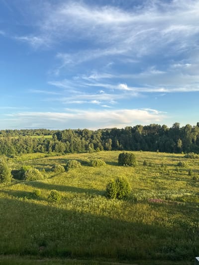 This image is a wide-angle, aerial view of a rural landscape in Sholokovo, Russia, under a partly cloudy blue sky. The foreground is a sunlit grassy field with sparse white wildflowers and scattered bushes, transitioning into a more densely vegetated meadow with small trees. In the middle ground, a rolling landscape is covered with various shades of green trees, forming a dense forest that extends to the horizon. A small patch of lighter green terrain is visible within the forest. The sky above is a vibrant blue, streaked with wispy white clouds, illuminated by the warm light of what appears to be either early morning or late afternoon sun. There are no people or animals visible in the scene. The overall impression is one of serene, natural beauty.