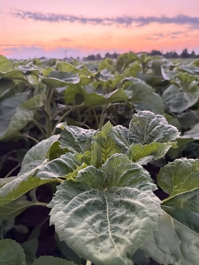 A low-angle, medium shot captures a field of young sunflowers at dusk in Schwedt/Oder, Germany. The foreground is dominated by large, green sunflower leaves, some exhibiting a silvery sheen from dew or frost. The leaves are textured, with prominent veins and ruffled edges. In the background, the sky is painted with soft hues of pink, orange, and purple, streaked with wispy clouds. A faint treeline can be seen in the distance, silhouetted against the colorful sky. The overall impression is one of a serene, natural landscape transitioning from day to night.