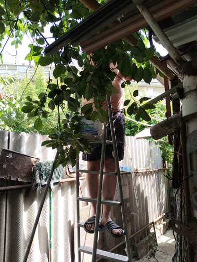 A shirtless person wearing plaid shorts and gray flip-flops stands on a metal ladder, reaching up into the branches of a tree laden with green leaves and red cherries. The ladder is positioned in an outdoor, cluttered area that appears to be a backyard or shed. Behind the person, a corrugated metal fence stretches across the scene, with various objects piled around it, including a broom, some metal sheeting, and a large plastic container. Sunlight filters through the leaves, casting shadows on the fence and the ground. In the distance, a building with windows is visible through the trees. The scene suggests a domestic or utilitarian setting, possibly for harvesting fruit or performing maintenance. The presence of a plastic bottle of water on a shelf near the ladder indicates the person may have been working for some time. The overall impression is one of a casual, outdoor chore or activity.