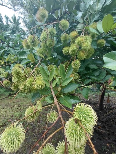 A rambutan tree branch laden with unripe fruit dominates the scene. The green rambutan, covered in spiky hairs, clusters along the branch amidst glossy, green leaves. A section of bare ground and a distant tree hint at an outdoor setting. The composition and lighting suggests a natural, unedited photograph focusing on the early stages of rambutan growth.