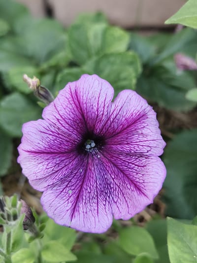 This is a close-up, eye-level, outdoor, natural light photograph of a single, vibrant purple petunia flower. The flower has five distinct petals, each with delicate, dark purple veins radiating from the dark center. The petals are slightly crinkled and appear velvety. In the lower left corner, there are several green leaves and a closed purple bud. The background is a soft blur of green leaves and some brown, earthy tones, suggesting a garden or planted area. The specific location within Семилетка, Russia cannot be determined from the image.