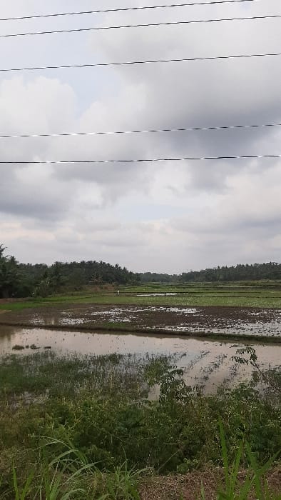 The scene depicts a rural agricultural landscape in Payabeunyot, Indonesia, characterized by rice paddies under an overcast sky. Six parallel dark utility lines span horizontally across the upper frame, against a backdrop of grey and white clouds. The immediate foreground features dense green foliage, including grasses and shrubs. The midground contains multiple sections of cultivated land, primarily flooded rice paddies, with some areas showing young green rice plant growth and others reflecting the sky from standing water. Two small, indistinct human figures are visible in the distant paddies, appearing to engage in agricultural work. A dense, dark green tree line, indicative of tropical foliage, forms the horizon in the background.