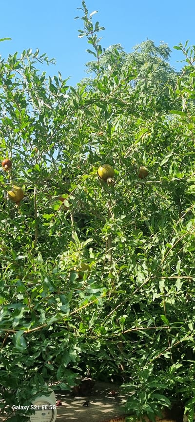 This image shows a pomegranate tree with several fruits visible, some green and some reddish-brown. The tree is in a lush, green state with many leaves and branches. The background consists of a clear blue sky and some out-of-focus trees. The scene is outdoors, likely in a garden or orchard. No people are visible in the image. The presence of a watermark in the lower left corner indicates the photo was taken with a Samsung Galaxy S21 FE 5G. Based on the context provided, this location is the city of Ingichka, Uzbekistan.