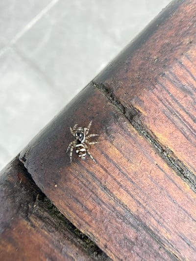A jumping spider rests on a wooden surface with peeling brown paint. The wood appears to be a bench or table, with a split in the planks running diagonally across the frame. The spider is small, with distinct black and white markings on its abdomen. The background shows a gray surface, possibly a sidewalk or concrete area. The location is Grevenmacher, Luxembourg.