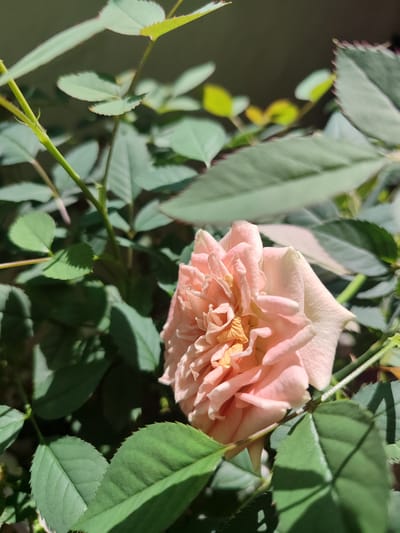 A close-up, vertical, outdoor photograph captures a pale pink rose in bloom, nestled amongst its green foliage. The rose is the primary subject, positioned slightly right of center and facing the viewer. Its petals are layered and delicate, with a few dried, yellowish-orange stamens visible at the center. The rose is illuminated by natural sunlight, casting soft shadows on its petals and the surrounding leaves.
The background consists of dark green rose leaves, some of which are in sharp focus, while others are blurred, creating a shallow depth of field. The leaves exhibit serrated edges and prominent veins. The stems of the rose plant are visible, some with small thorns. The lighting suggests it is daytime, with the sun casting dappled light through the leaves. The scene is devoid of any human presence or activity.
The image was captured in the city of Tuapse, Russia. The environment is consistent with a garden or a natural outdoor setting where rose bushes are cultivated. The overall impression is one of natural beauty and tranquility.