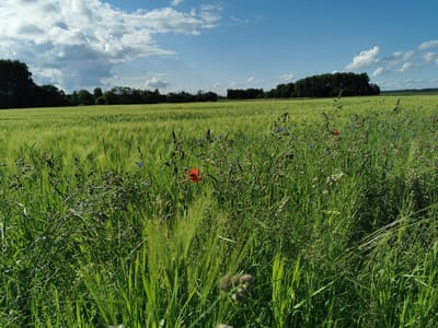 This image depicts a rural landscape in Anglininkai, Lithuania, under a partly cloudy sky. The foreground is dominated by a dense growth of various green grasses and wildflowers. A single prominent red poppy is visible slightly left of center, surrounded by multiple smaller blue flowers, consistent with cornflowers, and dried seed heads of other plant species. The midground features an expansive field of light green cereal crops, likely young barley or wheat, stretching horizontally across the frame. In the background, a dark, dense treeline composed of deciduous trees forms a distinct boundary against the horizon. The sky is bright blue with numerous scattered white and gray cumulus clouds. The scene is illuminated by natural daylight, indicating daytime conditions. No human figures, animals, or artificial structures are present in the observable scene.