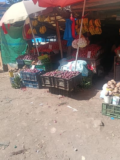 The image displays an outdoor market stall situated in Ndenderu ward, Kenya, under daylight conditions. The stall is constructed from a framework of wooden poles, covered by green and brown tarpaulins, and sheltered by two large market umbrellas; one red, and one white/beige.
The primary subjects are various fresh produce items arranged for sale. Prominently in the foreground and extending into the midground are numerous brown and blue plastic crates filled with red onions. To the left, several yellow buckets contain produce resembling avocados or mangoes, positioned adjacent to additional blue crates of onions and a cluster of green bananas resting on the ground.
Within the main stall structure, large quantities of red tomatoes are stacked in crates and on elevated surfaces. White paper signs with numbers like "5" and "4 20" are visible among the tomatoes, indicating pricing. Bunches of yellow bananas hang from the stall's wooden supports, alongside several strings of white garlic bulbs suspended from a central pole. Green bell peppers or similar vegetables are displayed in green plastic baskets. Potatoes are piled in white sacks and yellow buckets on the far right. Blue and red fabric items are also hanging within the stall. A light blue tarp covers a section of produce in the middle.
The ground surface is uneven, dry, and composed of reddish-brown dirt. It is sparsely littered with small debris, including onion skins, plastic fragments, and small stones. No people are visible within the frame. Buildings are faintly discernible in the distant background.
