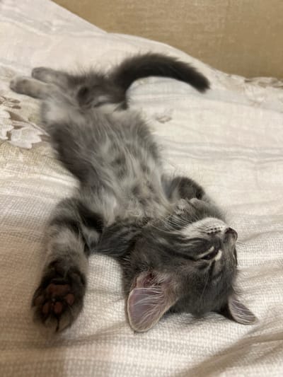 A grey tabby kitten is sleeping on its back on a patterned comforter. The kitten's eyes are closed, and its paws are outstretched. The kitten's fur is fluffy, and its tail is curled up over its body. The comforter has a floral pattern in muted tones of beige and cream. The background is a blurred light brown wall. The scene appears to be indoors, likely in a bedroom. The location is Здоровье-2 Снт, Russia.