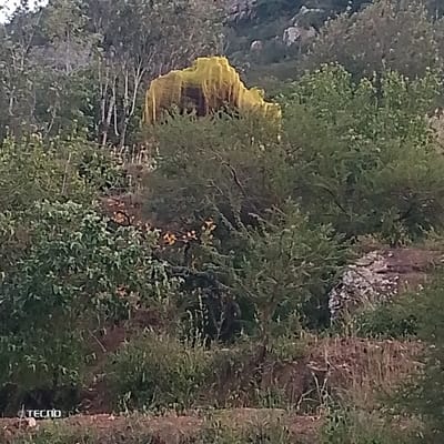 A lush, green landscape fills the frame, dominated by various trees and foliage. A structure covered in yellow netting rests on a slope, almost hidden among the dense vegetation. Rocky outcrops and a visible hillside add depth to the scene, while the terrain appears uneven and natural. The overall impression is that of a wild, undisturbed environment.