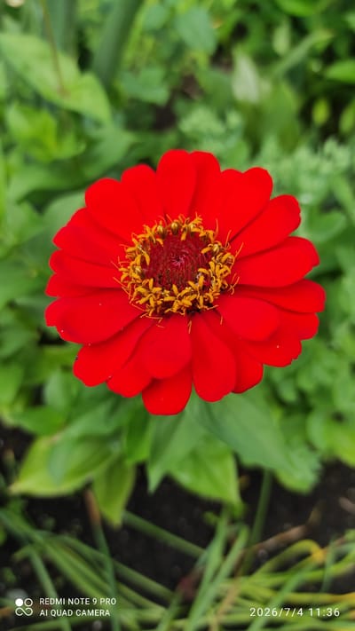 A close-up, vertical, eye-level shot features a vibrant red zinnia flower in sharp focus against a blurred background of green foliage and dark soil. The flower's petals are a deep red, with softer, lighter red tips. The center of the flower is a mass of yellow stamens and a darker red disc. The background shows lush green leaves of varying sizes and shades, some appearing slightly damp, suggesting a natural outdoor setting. The lower portion of the image reveals the dark, textured soil with hints of green grass-like plants. In the bottom right corner, a timestamp reads "2026/7/4 11:36". In the bottom left corner, text overlays indicate "REDMI NOTE 9 PRO" and "AI QUAD CAMERA". The scene is likely in Ülgase, Estonia, given the contextual information. No people are present in the image.