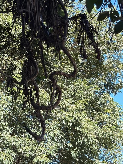 The image captures an overhead view of a tree's branches and foliage against a clear blue sky. The foreground features a dense network of intertwined, dark brown branches, some appearing gnarled and twisted, suggesting old growth or perhaps a unique vine-like structure. These branches form a complex, almost sculptural, pattern that draws the eye.

Behind the prominent branches, lush green leaves of a tree fill the upper portion of the frame. The leaves are densely packed, creating a textured canopy. Sunlight filters through the leaves, casting dappled shadows and highlighting the vibrant green. The overall impression is one of looking up through a thick tree canopy on a bright, sunny day.

There are no people or discernible objects other than the natural elements of the tree and sky. No specific activity or event is taking place; it is a static scene of nature. The lighting suggests it is daytime, likely late morning or afternoon due to the bright sunlight. The setting is a natural outdoor environment, a tree in Asuncion, Paraguay. No text is visible in the image. The mood is serene and natural, highlighting the intricate beauty of the tree's structure.