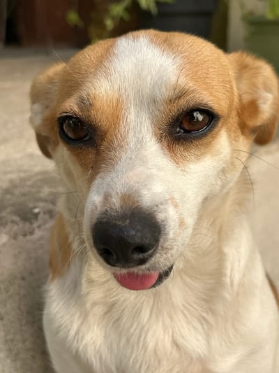 A close-up, eye-level, medium shot features the head and upper chest of a small, light-colored dog with brown and white markings. The dog's head is slightly tilted, and its mouth is open with its pink tongue peeking out. Its brown eyes are wide and alert, reflecting the light. The background is blurred and out of focus, showing a textured surface that could be a stone path or concrete. Hints of greenery and terracotta pots are visible in the upper portion of the frame, suggesting an outdoor setting, possibly a garden or patio. The overall lighting is natural and bright, casting subtle shadows. The image was taken in Krumovo, Bulgaria.