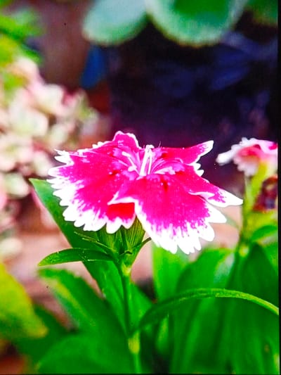 A vibrant pink flower with white-edged petals takes center stage. The flower is set against a backdrop of green foliage and other flowers in soft focus. The flower has delicate, fringed edges and a distinct petal structure. The leaves are a bright green, adding to the overall colorful and natural aesthetic of the image. Another similar flower is slightly visible in the background.