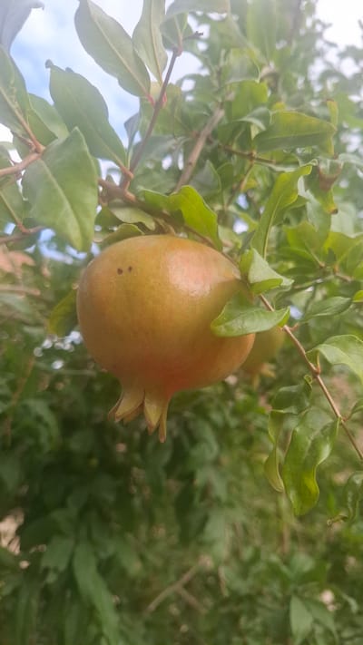 This media file is a close-up, eye-level shot of a ripening pomegranate hanging from a tree branch. The pomegranate is the primary subject, appearing in the center of the frame. It is round and slightly oblong, with a yellowish-orange skin tinged with red, and a distinctive calyx at its top with several pointed, petal-like lobes. Two small, dark spots are visible on the surface of the fruit.

The pomegranate is surrounded by green leaves, some of which are glossy and have a slightly wavy texture. The leaves are various shades of green and some have reddish tips. The branches are thin and woody. In the background, more foliage of the same tree and possibly other trees is visible, rendered in a soft focus, creating a sense of depth. The lighting suggests it is daytime, with natural light illuminating the scene. The sky, a pale blue with some white clouds, is visible through the leaves in the upper left portion of the image.

The scene depicts a natural setting, likely an orchard or garden in Yangi Abad, Uzbekistan, given the location context. There are no people or any text visible in the media file. The overall impression is one of natural growth and the early stages of fruit ripening. The image is well-lit and the focus on the pomegranate allows for appreciation of its details.