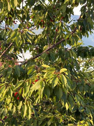 The image shows a cherry tree with ripe red cherries among green leaves. The tree is located in Krašići, Montenegro. The sky is visible through the branches and leaves.