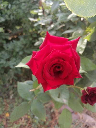 A close-up, eye-level shot focuses on a vibrant red rose in full bloom. The rose's petals are deep red, unfurling in a spiral pattern towards the center. The texture of the petals appears velvety, and the light catches some of them, highlighting their curves. In the background, out-of-focus greenery creates a soft backdrop, suggesting a garden setting. A smaller, darker red rose is visible in the lower right corner, also out of focus. The scene appears to be set outdoors, with natural light suggesting it is daytime. The overall mood is serene and natural, highlighting the beauty of the rose. The location is identified as Osh City, Kyrgyzstan. No people or text are visible in the image.