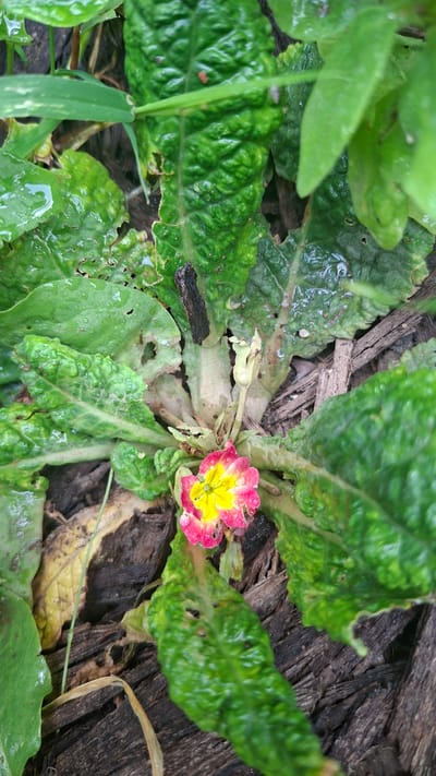 This is a close-up, overhead shot of a single primrose flower with bright pink petals edged in yellow, set against a background of dark, textured wood and damp green leaves. The flower is in the center-right of the frame, its petals slightly curled and speckled with water droplets, suggesting recent rain. To the left of the flower, a smaller, closed bud and a thin green stem are visible. The surrounding leaves are a deep green, with prominent veins and a slightly crinkled texture, also glistening with moisture. Some leaves show signs of damage, with small holes and ragged edges. The ground beneath the foliage is composed of rough, dark brown wood chips or bark. The lighting is somewhat diffused, indicating an overcast or shaded condition, possibly after rainfall. The overall impression is one of a natural, outdoor setting, likely a garden or wooded area, capturing a moment of delicate beauty in the aftermath of a shower.