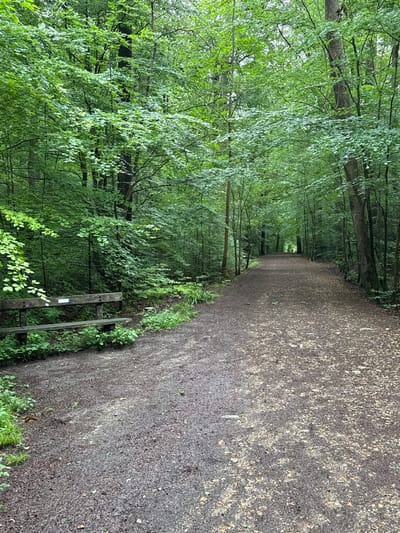 The image displays a forest path located in High Wycombe, United Kingdom. A wide, unpaved pathway, consisting of damp, dark earth mixed with light-colored gravel and scattered debris, extends from the foreground into the background, curving slightly to the left in the distance. Dense green foliage and numerous deciduous trees line both sides of the path, forming a canopy that partially obscures the sky. The lighting is diffused, suggesting an overcast day.
On the left side of the path, in the mid-foreground, a rustic wooden bench is positioned at an angle. The bench is constructed from dark, weathered wooden planks for both its seat and backrest. A small, white rectangular plaque or label is affixed to the upper plank of the bench's backrest. Green undergrowth and smaller plants are visible around the base of the bench and along the edges of the path.
In the far distance, a single human figure is discernible at the end of the path, appearing as a dark silhouette against the lighter background at the path's vanishing point. The figure's specific actions or identity are not distinguishable due to the distance. The surrounding forest exhibits thick green leaves, indicating a spring or summer season.