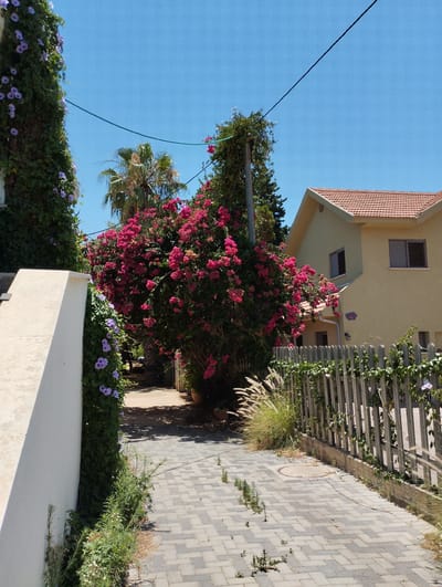 The image depicts a sun-drenched outdoor scene in Zikhron Yaakov, Israel. The foreground features a paved pathway with a herringbone pattern, bordered by lush greenery and a weathered wooden fence. To the left, a white wall with a staircase rises, covered in ivy and delicate purple flowers. Dominating the center of the image is a vibrant bush laden with bright pink bougainvillea. Behind the flowers, a palm tree stands tall against a clear, bright blue sky. To the right, a yellow house with a terracotta tiled roof is visible, featuring dark-shuttered windows. A wire runs across the upper portion of the image, and a small blue sign with white text is affixed to the side of the house. The overall impression is one of a tranquil, residential setting on a warm, clear day. The sunlight casts shadows, indicating it is likely mid-morning or afternoon.