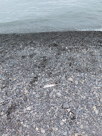 The image depicts a close-up, eye-level view of a pebble beach. The foreground is filled with a dense layer of small, dark grey pebbles, with some lighter grey and occasional reddish-brown stones interspersed. A single white feather lies on the pebbles towards the lower right quadrant of the image. The background shows the gentle lapping of a grey body of water, likely a lake or sea, with subtle wave patterns and a faint white foam line where the water meets the shore. The scene is devoid of any people or structures, suggesting a natural, undisturbed coastal environment. The lighting appears to be overcast, contributing to the muted, cool tones of the image. This scene could be located along the shores of Lake Balkhash near the settlement of Ақши, Kazakhstan, given its characteristic pebbly beaches and proximity to large bodies of water.