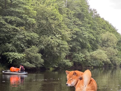 An eye-level, medium shot captures a serene natural landscape in Нарачанскі сельскі Савет, Belarus, dominated by lush green trees lining a calm body of water. In the foreground on the right, a ginger-colored Shiba Inu dog with its eyes closed is partially visible, its head turned slightly away from the viewer, with its fluffy tail curled upwards. On the left side of the image, a person is seated in an inflatable raft, paddling through the water. The raft contains an orange dry bag and other camping gear. The water reflects the overcast sky and the dense foliage of the trees. The scene appears to be set on a tranquil river or lake surrounded by dense forest.