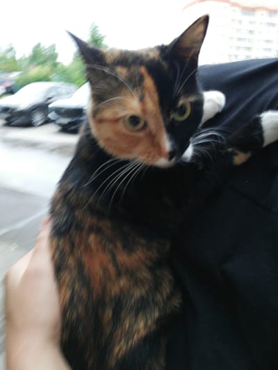 A tortoiseshell cat with distinct black and orange patches on its face is being held by a person's arm, with the cat's head and upper body visible. The cat's fur is primarily black and orange, with white paws. The background is blurred, showing trees and what appear to be parked cars, suggesting an outdoor urban environment. The image is taken from a close-up perspective.