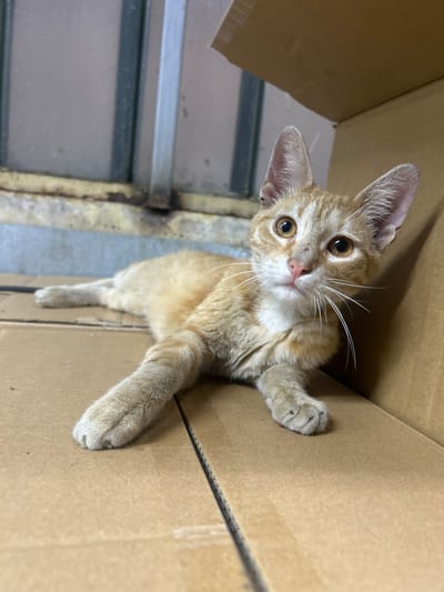 A medium shot, taken from a high angle, shows an orange tabby kitten peeking out of a cardboard box. The kitten is the sole subject of the image. It has large, expressive amber eyes, white whiskers, and pointed ears. Its fur is a mix of light orange and white, with faint tabby markings on its face and body. The kitten is positioned in the upper left quadrant of the frame, with its head tilted slightly and its gaze directed towards the camera. Its front paws are resting on the edge of the box, one of which is extended slightly out of the frame. The background consists of the interior of the cardboard box, which appears to be a light brown color. The box itself is the primary object in the scene. There are some vertical metal structures visible in the lower left portion of the image, which suggest the box is in some sort of storage area or industrial setting. The lighting is somewhat dim, but the kitten's face is well-illuminated, highlighting its curious and playful demeanor. No text is visible in the image. The overall mood is one of innocence and cuteness, with the kitten's pose and expression inviting the viewer's attention. The location context suggests the image was taken in Struma, Bulgaria.
