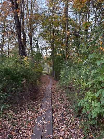 The image displays a wooded trail in Princeton, United States, during autumn. A wooden boardwalk, constructed from dark planks and partially obscured by fallen brown, orange, and yellow leaves, traverses the scene centrally, receding into the background. Dense deciduous tree growth, exhibiting green, yellow, and rust-colored foliage, flanks the pathway. The ground surface is uniformly covered with fallen leaves. No persons or discernible wildlife are present.