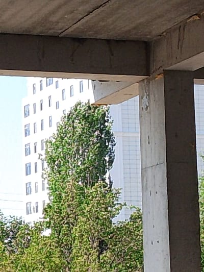 The image shows a construction site in Khujand, Tajikistan. In the foreground, concrete structures, likely part of a building under construction, are visible. A large, leafy green tree stands prominently in the mid-ground, partially obscuring a tall, white building with numerous windows in the background. The sky is a pale blue. The overall scene suggests an urban environment with ongoing development.
