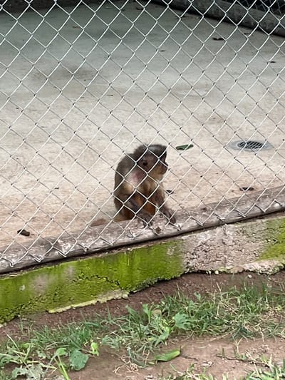 A small, brown mammal, possibly a rodent, is visible through a wire mesh fence. The enclosure floor appears to be concrete. The edge of the enclosure is lined with soil and some vegetation, including grass and moss. The location is Quilmaná, Peru. There are no people visible.