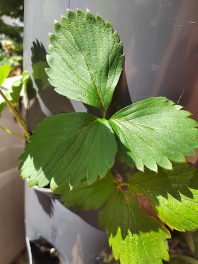 This is a close-up, vertical shot of a strawberry plant's leaves in a garden setting in Soisy-sous-Montmorency, France. The primary subjects are the green, serrated leaves of the strawberry plant, which are illuminated by bright sunlight, casting distinct shadows. One of the leaves shows a browning and yellowing patch, indicating potential damage or disease. The leaves are arranged in a trifoliate pattern typical of strawberry plants. The background is out of focus but reveals a large, smooth, gray cylindrical object, possibly a planter or a pipe, and hints of greenery from surrounding plants. The time of day appears to be sunny, likely midday or afternoon, given the strong sunlight and the sharp shadows. There is no visible text in the image.