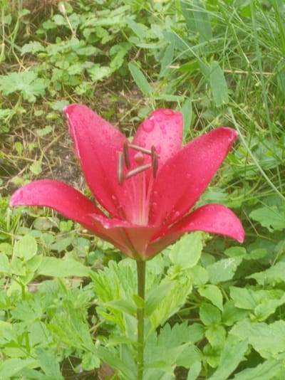 A close-up, slightly blurry, outdoor photograph shows a bright pink lily in full bloom. The lily, centered in the frame, features six petals, each adorned with small water droplets. The stamens, with dark brown anthers, are visible in the center of the flower. The lily is surrounded by lush green foliage, including grass and other leafy plants. The background consists of more greenery and some soil. The lighting suggests it is daytime, possibly after rain. The image does not contain any people, animals, or man-made objects. The location is identified as Tumilavichy Sel'ski Savet, Belarus.
