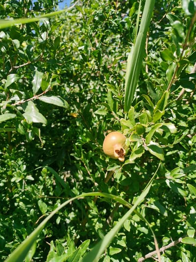 An outdoor, close-up, eye-level shot captures a small, unripe pomegranate on a branch of a lush green pomegranate bush. The fruit is a light tan color with a pointed calyx and is partially obscured by the surrounding leaves. Sunlight filters through the foliage, casting shadows and highlighting the texture of the leaves and the fruit. The background is a dense tapestry of green leaves, branches, and some blades of tall grass. The scene is set in a natural environment, likely a garden or orchard, in Karabair, Uzbekistan. There are no people or animals present in the image.